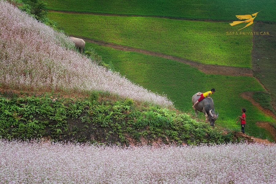 Weather in Sapa- Sapa Private Car