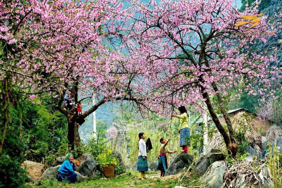 Best Time To Visit Sapa- Sapa Private Car