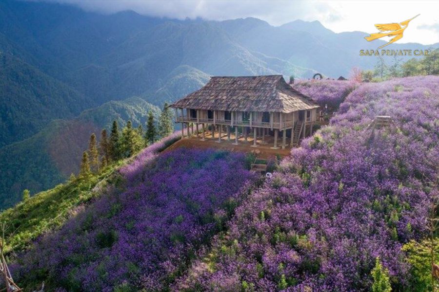 Best Month To Visit Sapa- Sapa Private Car