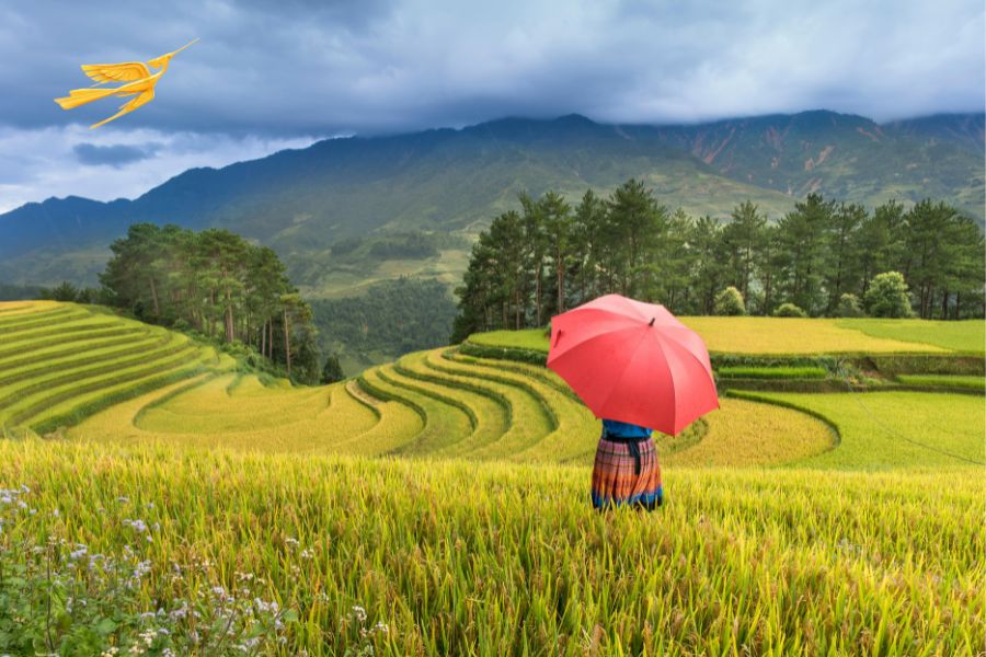 How to get from Hanoi to Sapa - Sapa Private Car
