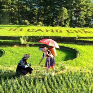 Sapa To Mu Cang Chai Luxury Car - Sapa Private Car