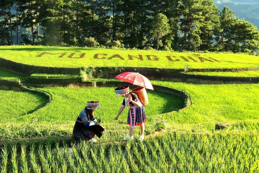 Sapa To Mu Cang Chai Luxury Car - Sapa Private Car