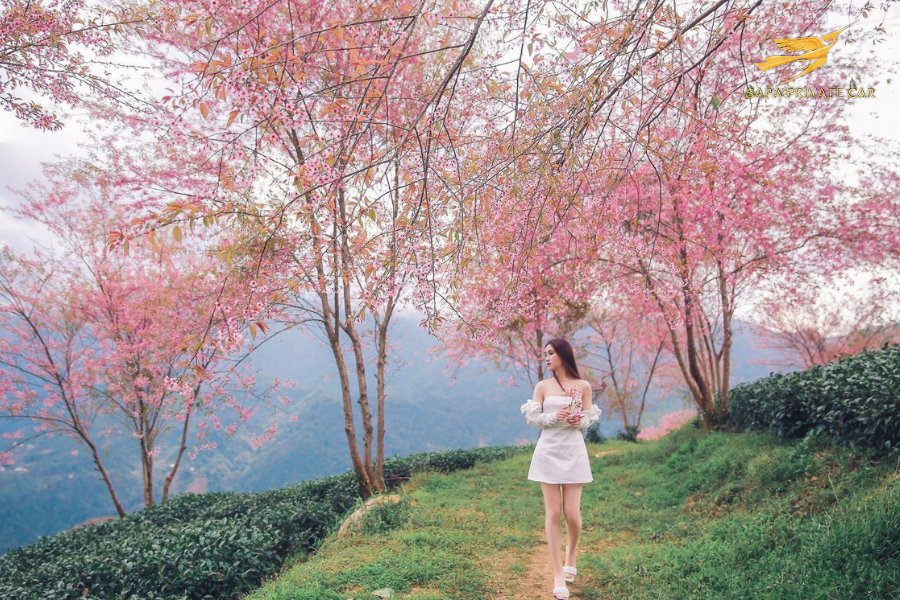 Best Time To Visit Sapa - Sapa Private Car