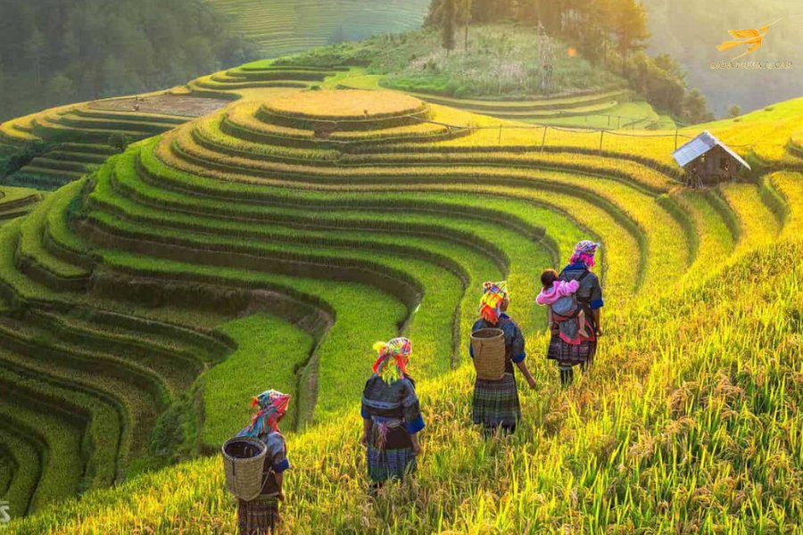 Sapa In Autumn- Sapa Private Car
