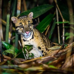 Sapa To Ba Vi National Park By Car Transfer - Sapa Private Car