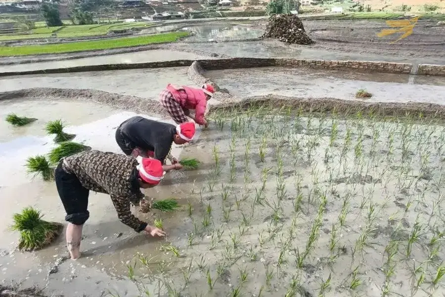 Local people working on the terrace field